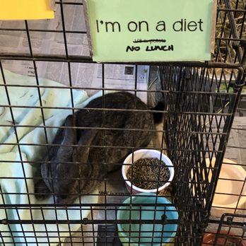 Great Lakes Rabbit Sanctuary - Pet Adoption Near Me