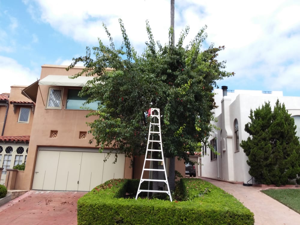 BACKYARD FRUIT SAN DIEGO Updated October 2024 19 Photos & 11