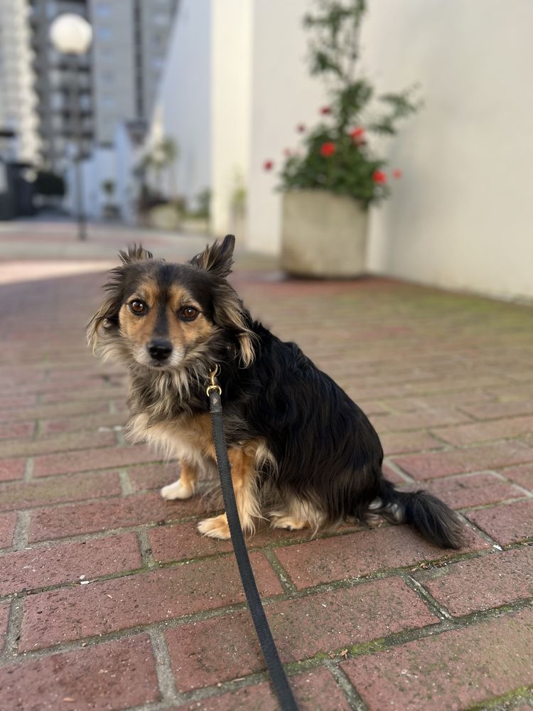Hunky House - pet boarding facility in San Francisco, CA