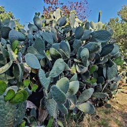 Petaluma Adobe State Historic Park - CACTUS FENCE AROUND GENERAL VALLEJO"S OLD COMPOUND...NOW PARK IN PETLUMA, CA