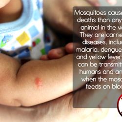 Blaums Termite & Pest Control - Mosquito control add
