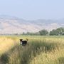 Photo of Coot Lake Open Space