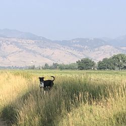 Coot Lake Open Space - Beautiful