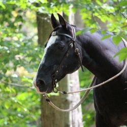 White's Land And Horse - Some sale horses we've had in the past