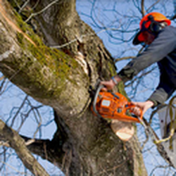 Wayne's Tree Service