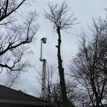 Attractive Tree Service - Large Linden tree removal - Tree Services Near Me Attractive Tree Service - Large Linden tree removal - Tree Services Near Me