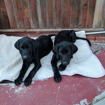Dr. Bennett's Veterinary House Calls - Dr. Bennett Fans for Life - Veterinarians Near Me Dr. Bennett's Veterinary House Calls - Dr. Bennett Fans for Life - Veterinarians Near Me