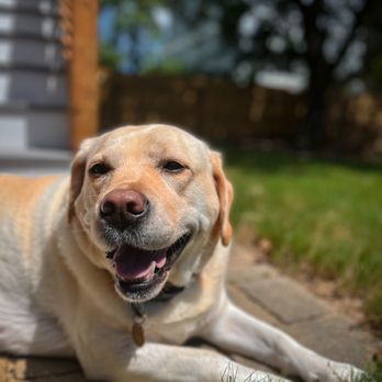 Walk N’ Roll Pet Services - GRACIE ! - Pet Boarding Near Me Walk N’ Roll Pet Services - GRACIE ! - Pet Boarding Near Me