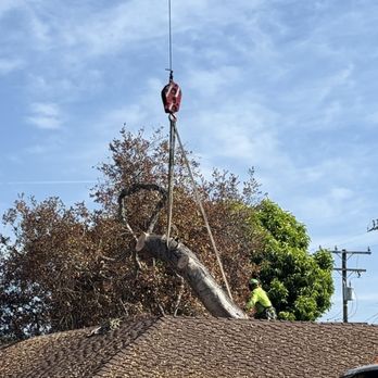 Lopez Tree Service - Landscaping Near Me - Altadena , California