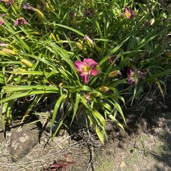 Greenwood Daylily Gardens - Pink with yellow center Daylily