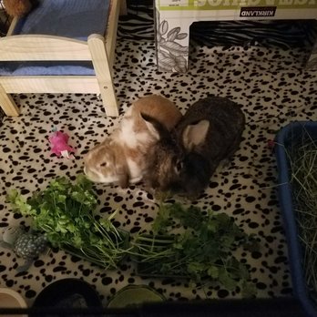 The Fruit Stand - The cilantro is bunny approved - Fruits & Veggies Near Me - San Diego, California The Fruit Stand - The cilantro is bunny approved - Fruits & Veggies Near Me - San Diego, California