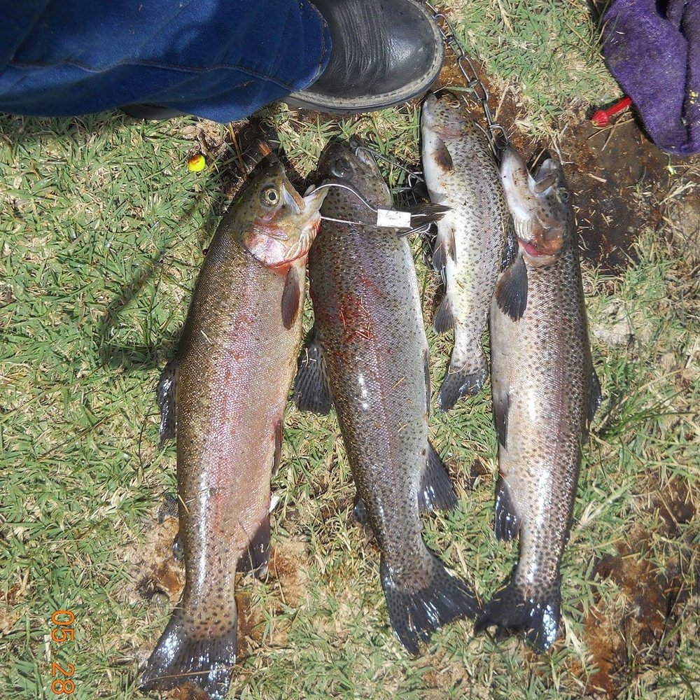 Brown's Town Campground - My catch of the day! Yummy dinner! - Campgrounds Near Me - Bishop, California Brown's Town Campground - My catch of the day! Yummy dinner! - Campgrounds Near Me - Bishop, California