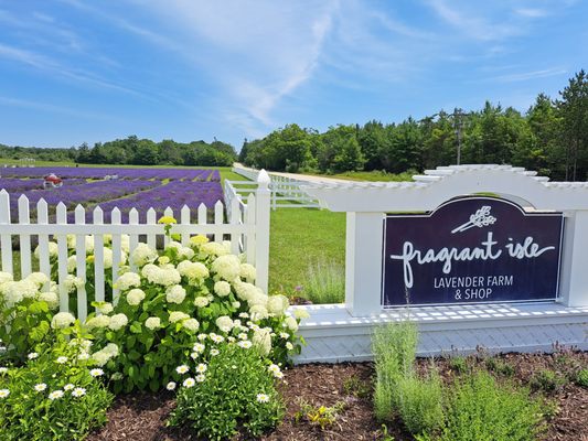 Fragrant Isle Lavender Farm & Shop by null