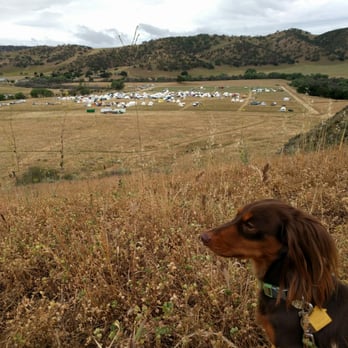 Orchard Veterinary Hospital - Renley just before his foxtail fiasco. - Veterinarians Near Me - Gilroy, California Orchard Veterinary Hospital - Renley just before his foxtail fiasco. - Veterinarians Near Me - Gilroy, California