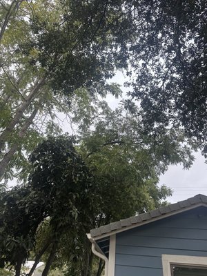 Fire Clearance - This customers insurance was about to drop them due to limbs hanging to low/close to roof.