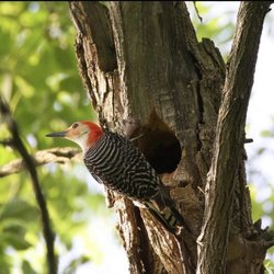 Stonewood Park - Red Bellied Woodpecker