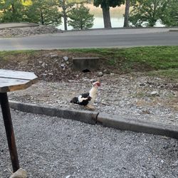 Moutardier Campground - Muscovy duck