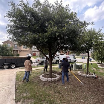 Three Brothers Tree Experts - They made sure not to destroy the bird's net in the tree - Tree Services Near Me - Austin, Texas