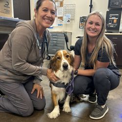 Rock Island Animal Hospital