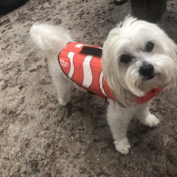 Canoe Outpost-Little Manatee River - Dog in his equipment - Boating Near Me - Wimauma, Florida Canoe Outpost-Little Manatee River - Dog in his equipment - Boating Near Me - Wimauma, Florida