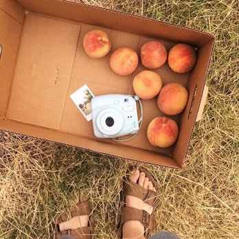 Walter's Fruit Ranch - Our peaches! Such a fun experience - Fruits & Veggies Near Me - Mead, Washington