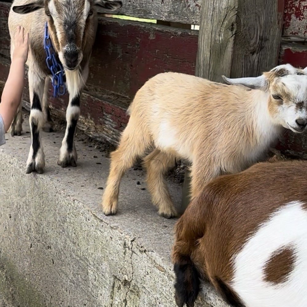 Bergey's Breadbasket - The goat corral - Bakeries Near Me - Chesapeake, Virginia