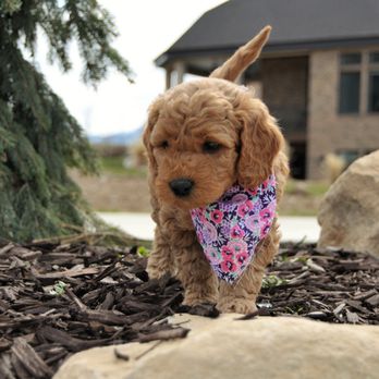 Puppies Designed - Pet Breeders Near Me Puppies Designed - Pet Breeders Near Me