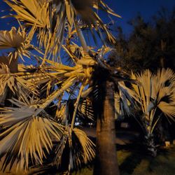 Blaze Tree Service - Old tree w weevils, gone.