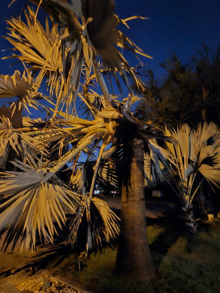 Blaze Tree Service - tree service in Geneva, FL