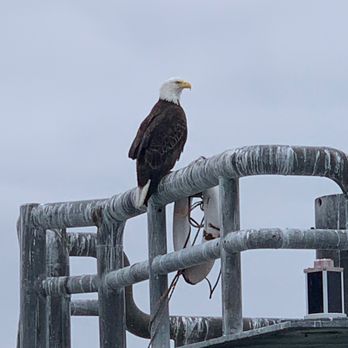 Major Marine Tours - Just chilling - Tours Near Me - Anchorage, Alaska Major Marine Tours - Just chilling - Tours Near Me - Anchorage, Alaska