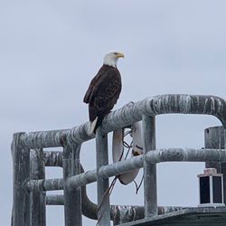 Major Marine Tours - Just chilling