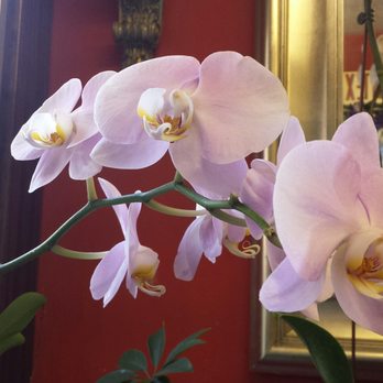 Chaba Florists - Love orchids - Florists Near Me - Boston, Massachusetts