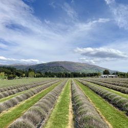 Wanaka Lavender Farm