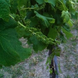 Azienda Agricola Piscina Mirabile - Falanghina