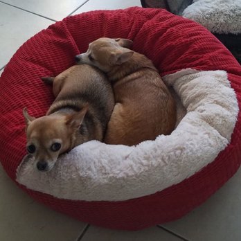 Paws 2 Care Coalition - So comfy! - Animal Shelters Near Me - Hollywood, Florida Paws 2 Care Coalition - So comfy! - Animal Shelters Near Me - Hollywood, Florida