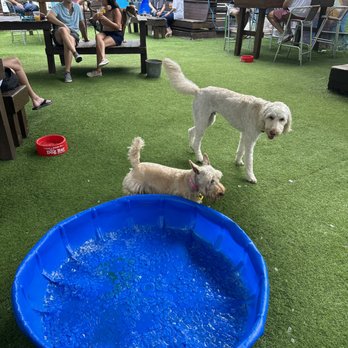 The Dog Bar - Sports Bars Near Me - St. Petersburg, Florida The Dog Bar - Sports Bars Near Me - St. Petersburg, Florida