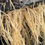 Photo of RHIZOPHARM