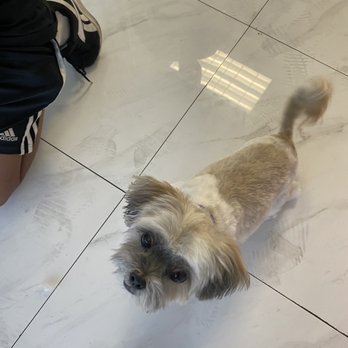 Magic Groomer - Looking beautiful - Pet Sitting Near Me - Arcadia, California