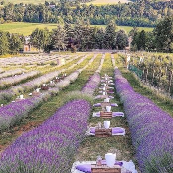 Purple Adobe Lavender Farm - Picnic at the Purple Adobe Lavender Farm - Farms Near Me - Abiquiu, New Mexico