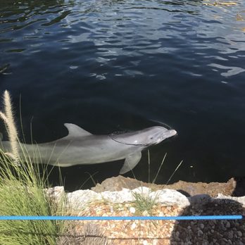 Island Dolphin Care - Animal Assisted Therapy Near Me - Key Largo, Florida