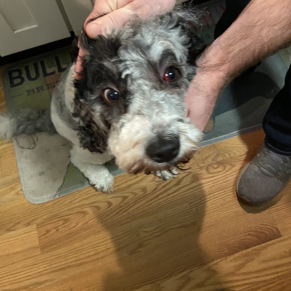 Vanity Fur - Pet Groomers Near Me - Long Branch, New Jersey