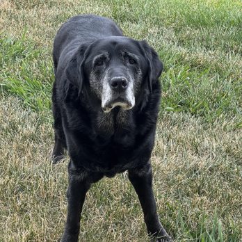 Transitions In Home Pet Euthanasia - Rossi in June with no mass on his left leg. Full English lab head. - Veterinarians Near Me Transitions In Home Pet Euthanasia - Rossi in June with no mass on his left leg. Full English lab head. - Veterinarians Near Me