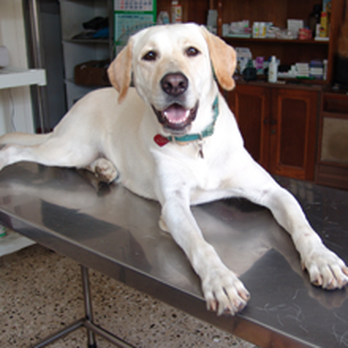 Brookside Veterinary Clinic - Veterinarians Near Me - Bloomfield, New Jersey
