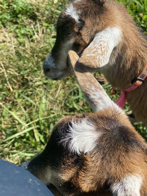 The Little Goat Farm at the Lake by null