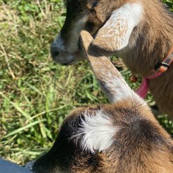 Little Goat Farm at the Lake - More goats