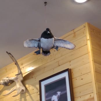 Noisy Goose Cafe - These ducks are kind of freaky. - American Near Me - Palmer, Alaska Noisy Goose Cafe - These ducks are kind of freaky. - American Near Me - Palmer, Alaska