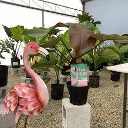 Bijan Tropicals