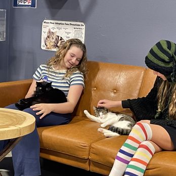 Orlando Cat Cafe - Animal Shelters Near Me - Clermont, Florida Orlando Cat Cafe - Animal Shelters Near Me - Clermont, Florida