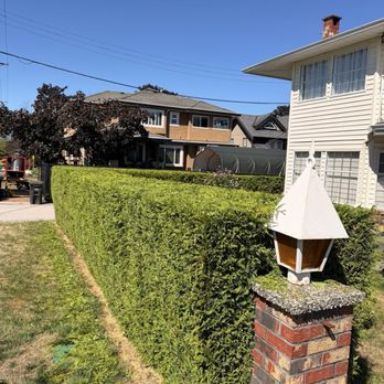 Chikara Tree Services - Cedar hedge during trimming in Burnaby - Tree Services Near Me - Burnaby, British Columbia Chikara Tree Services - Cedar hedge during trimming in Burnaby - Tree Services Near Me - Burnaby, British Columbia