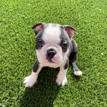 So Cal Boston’s - Pet Breeders Near Me So Cal Boston’s - Pet Breeders Near Me